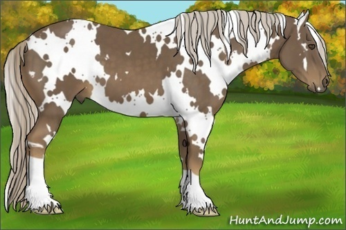 Horse Color:White Spotted Chocolate Palomino 