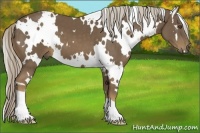 Horse Color:White Spotted Chocolate Palomino