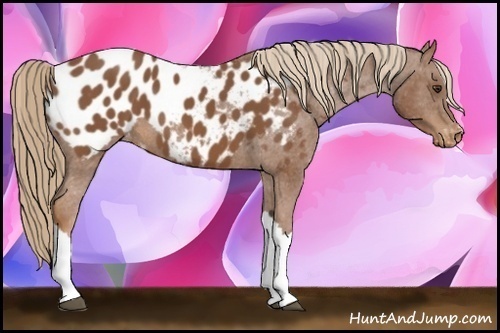 Horse Color:Chestnut Appaloosa 
