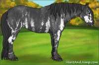 Horse Color:White Spotted Blue Roan Rabicano  Brindle