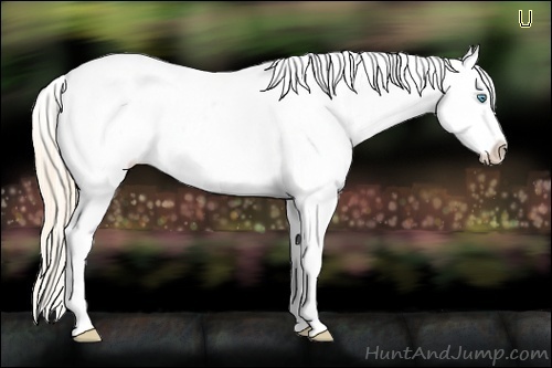 Horse Color:White Spotted Perlino Appaloosa