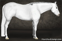 Horse Color:Gray Blue Ice Roan Appaloosa 
