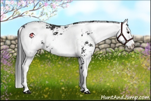 Horse Color:Smoky Black Sabino 