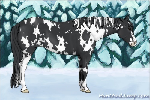 Horse Color:White Spotted Black Sabino