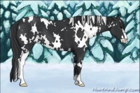 Horse Color:White Spotted Black Sabino