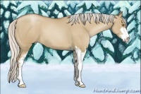 Horse Color:Silver Grullo Pearl Sabino
