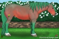Horse Color:Watercolor Bay 