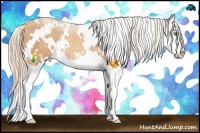 Horse Color:White Spotted Gold Champagne Sabino Splash Rabicano