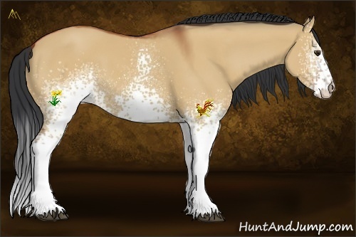 Horse Color:White Spotted Bay Dun Rabicano 