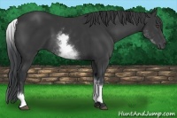 Horse Color:White Spotted Black 