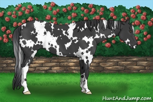 Horse Color:White Spotted Black 