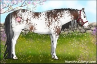 Horse Color:White Spotted Bay 