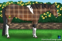 Horse Color:Plaid  Bay Sabino Tobiano 
