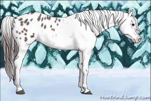 Horse Color:Bay Roan Appaloosa 