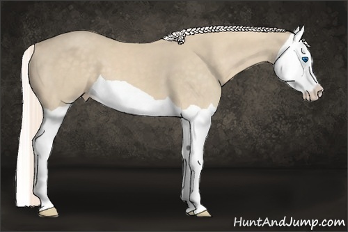 Horse Color:Cremello Splash