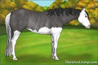 Horse Color:Black Splash Rabicano