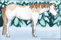 Horse Color:Buckskin Pearl Splash Rabicano