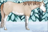 Horse Color:Smoky Black Pearl Splash Rabicano 