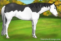 Horse Color:Black Splash 