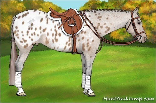Horse Color:Bay Dun Appaloosa 