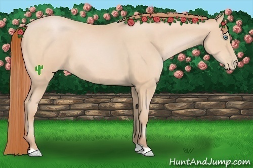 Horse Color:Buckskin Pearl 