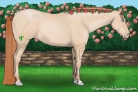 Horse Color:Buckskin Pearl 