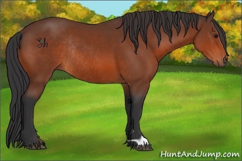 Horse Color:Bay Rabicano 