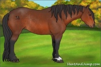 Horse Color:Bay Rabicano