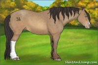 Horse Color:Sable Champagne 