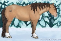 Horse Color:Amber Champagne 