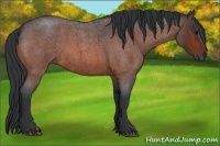 Horse Color:Bay Roan 