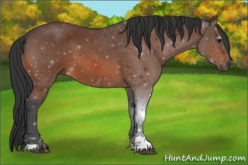 Horse Color:Bay Sabino 