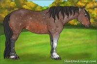 Horse Color:Bay Sabino