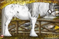 Horse Color:Liver Chestnut Sabino Appaloosa 