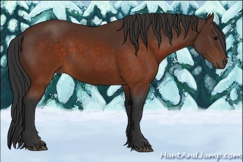 Horse Color:Brown Rabicano 