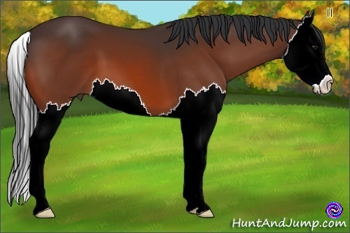 Horse Color:Bay Splash 