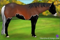Horse Color:Bay Splash 