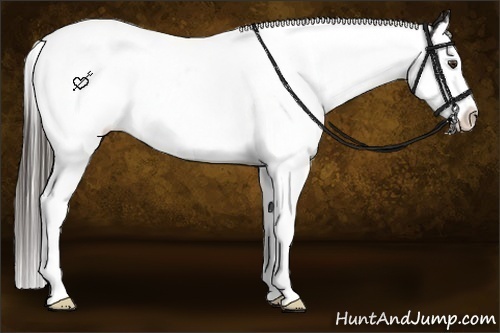 Horse Color:White Spotted Liver Chestnut Splash Appaloosa 