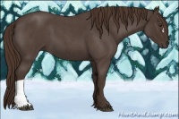 Horse Color:Liver Red Roan 
