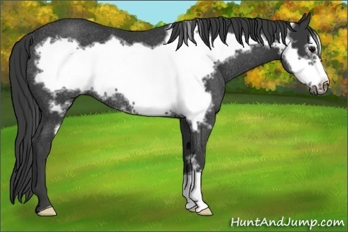 Horse Color:Smoky Black Frame Rabicano