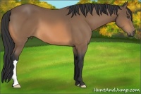 Horse Color:Buckskin 