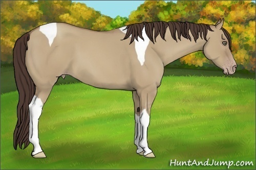 Horse Color:Classic Champagne Dun Tobiano 