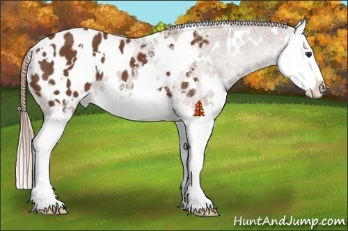 Horse Color:White Spotted Chestnut Splash Appaloosa 