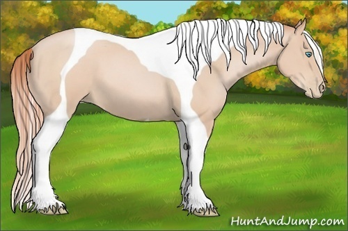 Horse Color:Buckskin Pearl Tobiano