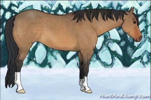 Horse Color:Bay Dun