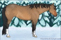 Horse Color:Bay Dun