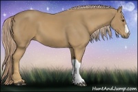 Horse Color:Palomino 