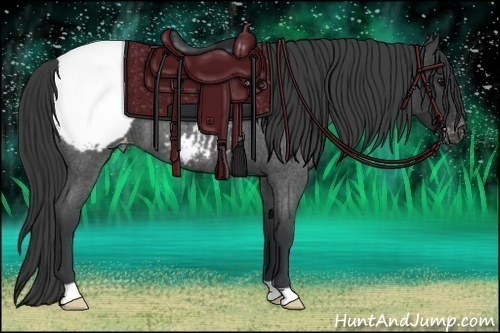 Horse Color:Blue Roan Appaloosa 