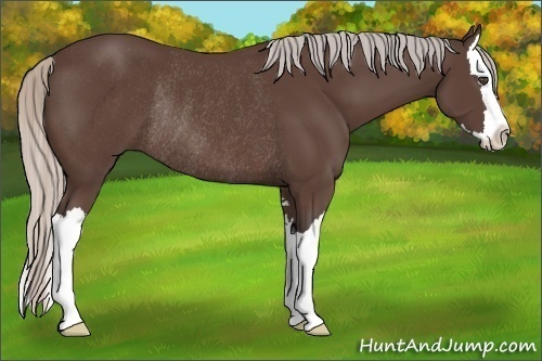 Horse Color:Silver Black Sabino Splash Rabicano 