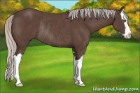 Horse Color:Silver Black Sabino Splash Rabicano